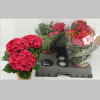 Hortensia Rosie, 40 cm